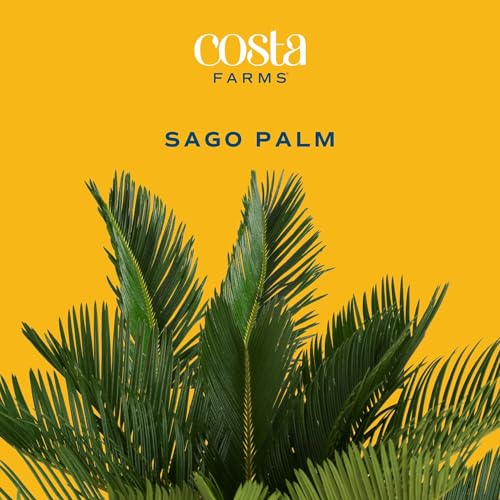 Costa Farms Sago Palm Live Plant in Decorative Pot, Easy to Maintain Large Indoor Houseplant, Perfect for Home, Room, or Office Decor, Great House Warming or Birthday Gift, 2-3 Feet Tall - style: Palm, Large (2-3 Feet Tall), in Decorative Plant Pot