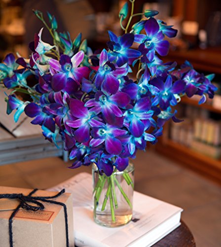 KaBloom - Bouquet of 20 Fresh Blue Dendrobium Orchids without vase - Fresh Flowers for Birthday, Valentine's & Mother's Day - color: Blue, size: 20 count, style: Without Vase