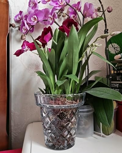 Thickened Glass Vase Embossed Big Base Large 6.1in Wide Mouth Rhombus Clear Vases Esmiome Bowl Bouquet Ribbed with a Hydroponic Baskets Vintage for Aquaponics Orchids Avocado Phalaenopsis Hyacinth