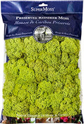 Super Moss 21669 Reindeer Moss Preserved, Chartreuse, 8oz (200 cubic inch) - color: Chartreuse, size: 200 cubic inch (in3) Bag (Appx. 8oz)