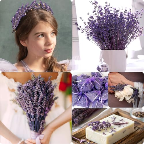 350 Stems 2 Bundles Dried Purple Lavender Flowers, 4.23oz(120g) Preserved Flowers Bouquet, 16'' Purple Lavender Stems for Wedding Home Fragrance Vase Crafts Decor - color: Purple