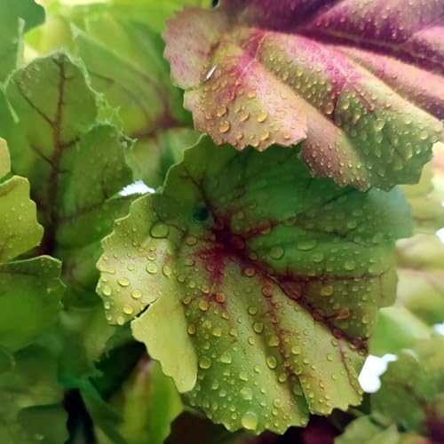 2 Pack Reptile Plants for Terrarium, Amphibian Habitat Decor Artificial Hanging Plants with Suction Cup, Gecko Chameleon Snake Tortoise Tank Accessories-Fake Heuchera Micrantha Yellow - color: Heuchera Micrantha Yellow