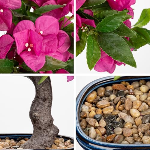 Briful Artificial Bougainvillea Bonsai Tree 18.5" Silk Bougainvillea Plant with Blue Pot Fake Bougainvillea Floral Tree for Home Office Room Desk Shelf Zen Décor(Hot Pink) - color: Pink Blue