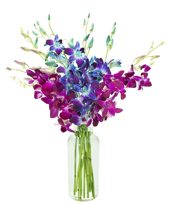 KaBloom - 5 Blue and 5 Purple Orchid with vase - Fresh Flowers for Birthday, Valentine's & Mother's Day - color: Ocean Blue and Royal Purple, size: 10 count, style: With Vase