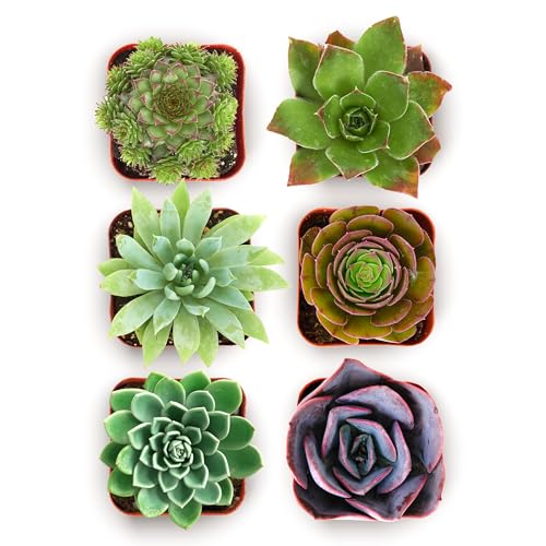 Shop Succulents Echeveria & Rosette Live Succulent Variety Pack – Fully Rooted 2" Potted Plants for Gifts, Favors, DIY Projects, Terrariums, Home Décor, and Garden Arrangements, 6 Pack - color: Pack of 6