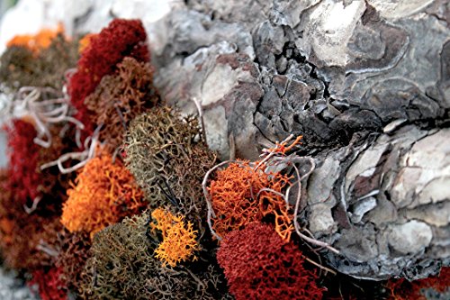 SuperMoss 7 59834 21785 5 Reindeer Moss Preserved, Appx. 3 lb Bulk Case, Red - color: Red, size: Appx. 3 lb Bulk Case