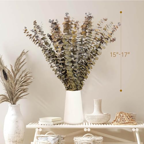 Tavkite 16 Pcs Dried Eucalyptus Stems, 17'' Natural Fresh Eucalyptus Leaves Branches Hanging for Shower, Preserved Real Yellow Plant Live for Home SPA Wall Bathroom Wedding Party Vase Decor - color: Yellow