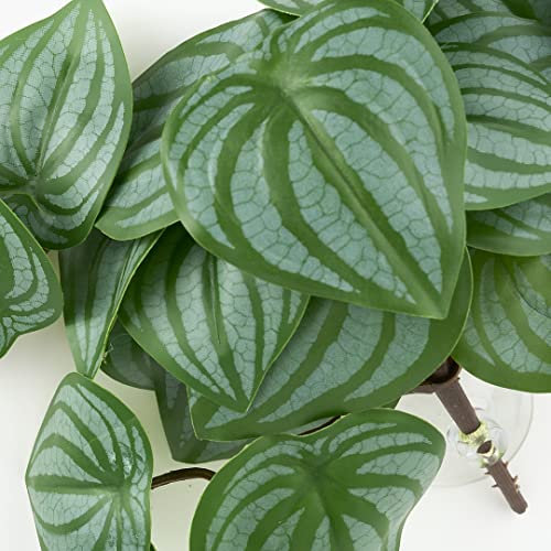 Reptile Plants for Terrarium, Amphibian Habitat Decor Artificial Hanging Plants with Suction Cup - Fake Calathea Orbifolia - color: Fake Calathea Orbifolia