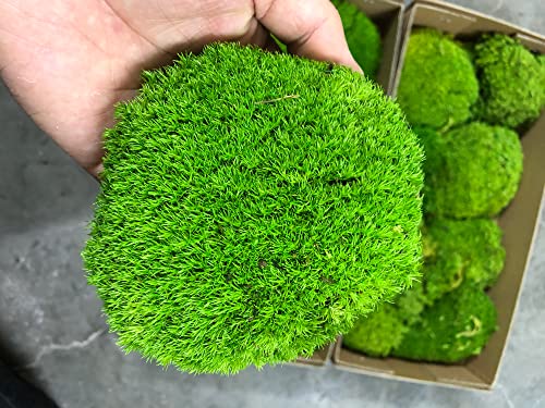 Preserved Pole Moss Pillow Bun Cushion Natural Green Decorative Real Natural Green DIY Kit Terrariu7r Table Decor Wedding (10.5 sq.ft., Green-B) - color: Green-b, size: 10.5 sq.ft