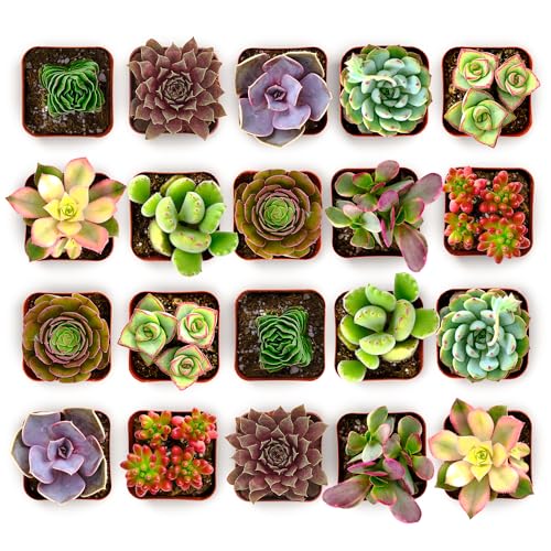 Shop Succulents Colorful Succulent Plant Pack 2" Grow Pot Pack of 100 - size: Pack of 100