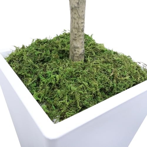 Artificial Eucalyptus Tree 5FT, Faux Eucalyptus Tree with Tall White Planter, Realistic Leaves & Natural Wood Trunk, Ideal for Home Decor and Housewarming Gift - size: 5ft