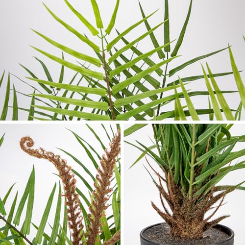 Briful Large Fake Plants 19.7'' Potted Faux Palm Plant Realistic Greenery Artificial Plants Indoor for Home Decor Farmhouse Centerpieces Wedding - color: 19.7'' Tall Green