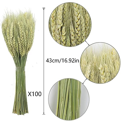 100 Pcs Dried Wheat Stalks Bundle Natural Dried Wheat Sheaves Stems Wheat Grass Dried Flowers Arrangement Bouquet for Wedding Party Table Centerpiece Fall Harvest Wreath Boho Decor Farmhouse