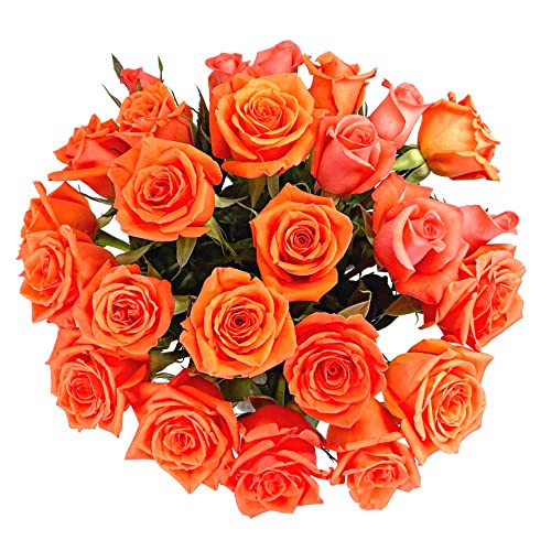 25 Orange Roses | Arabella Bouquets | Real Fresh Flowers for Delivery, Gift for Birthday Women, Congratulations, Anniversary, Thank You, Mother's Day - color: Orange, size: 25 Stems