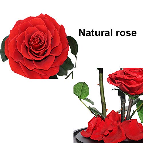 Perfectione Roses Handmade Preserved Rose in Glass Dome, Red Roses, Birthday Gifts for Women - color: Red, size: X-Large