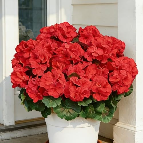 Geranium Artificial Flowers for Outdoors Spring UV Resistant Silk Geranium Red Fake Flower Outdoor Plants for Garden Home Porch Courtyard Window Box Decoration 4 Pcs - color: E - Red