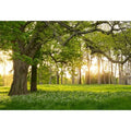 Leowefowa 5x3ft Spring Backdrop Rural Forest Trees Backdrops for Photography Blooming Flowers Green Grassland Nature Vinyl Photo Background Kids Adults Outdoor Travel Portraits Studio Props - size: 5x3ft