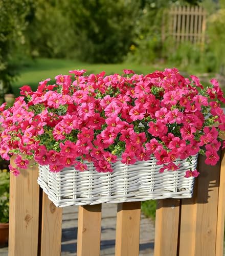 Artificial Flowers for Outdoors Fake Plants Outside Decoration, 20 Bundles Fuchsia Silk Petunia with Eucalyptus UV Resistant Realistic Faux Flowers for Outdoor Planters Garden Balcony Yard Porch Patio - color: Fuchsia