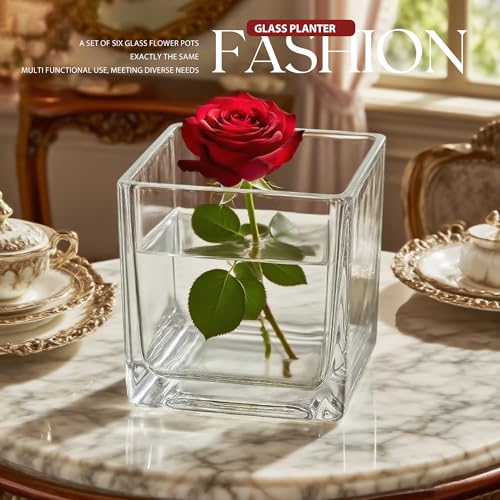 Set of 6 Square Glass Vases for Centerpieces – 5in x 5in x 5in Clear Short Flower Vase, Plant Terrariums, or Candle Holders for Wedding Centerpieces, Office Decor, Home Décor, Parties - size: 5in-6pcs