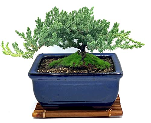 Live Dwarf Juniper Bonsai Tree 7 Year Old with Hand-Made Bamboo Stand | Juniper or Jade Bonsai Tree | Indoor/Outdoor | 100% Handcrafted| Home and Office Décor | Best Gift for Holiday - color: Juniper Mb