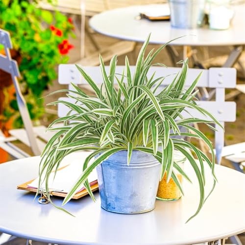 Artificial Spider Plant, Large 23.6 Inch UV Resistant Faux Greenery Bush for Indoor Table, Outdoor Planter Decor (Green, One Size)