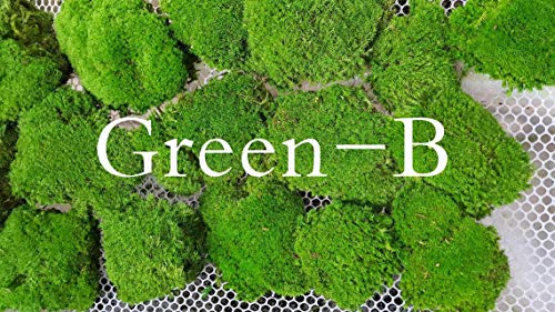 Preserved Pole Moss Pillow Bun Cushion Natural Green Decorative Real Natural Green DIY Kit Terrariums Gardenning Art Wall Decor Florist Decor Easter Table Decor Wedding(15.0 sq.ft., Green-B) - color: Green-b, size: 15.0 sq.ft.