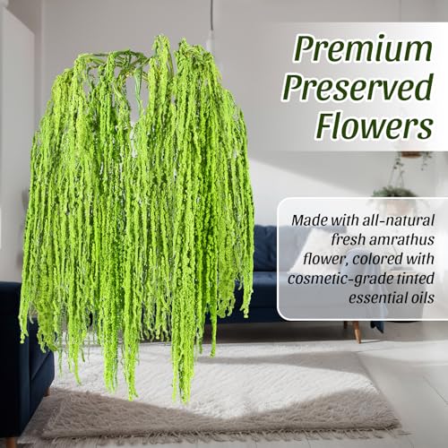 Suncalla 12 Pcs Green Spring Natural Dried Amaranthus Hanging Flowers Amaranthus Artificial Flowers for Wedding Arch Bouquet Floral Garland Wall Home Decoration (23 Inch) - color: Green