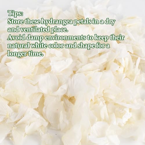 1500Pcs Real Dried Ivory White Hydrangea Petals for Wedding Petal Showers Romantic Evenings Proposal Decorations DIY Crafts Party Favors (1.06 oz)