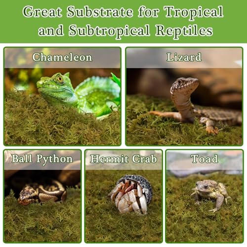 Halatool 9OZ Natural Sphagnum Moss for Reptiles- 14QT Green Moss for Terrarium Plants Long Fiber Reptile Moss for Leopard Gecko Snake Hamsters Tortoises Frogs Lizards Salamanders - size: 9OZ