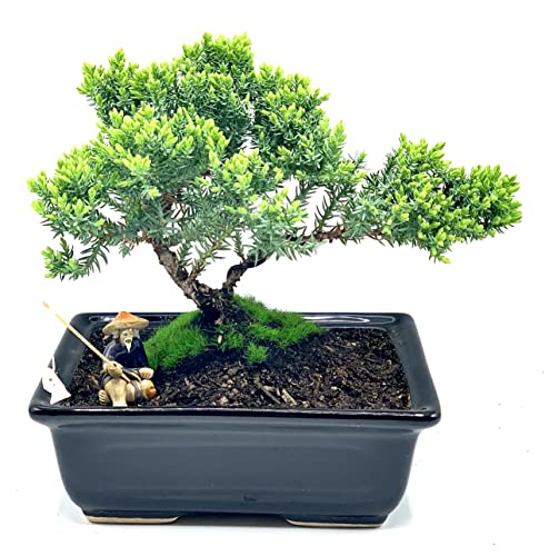 Live Dwarf Juniper Bonsai Tree About 6 Years Old with Cute Ceramic Fisherman | Juniper Bonsai Tree | Indoor/Outdoor | 100% Handcrafted| Home and Office Décor | Best Gift for Holiday - color: Juniper Smf