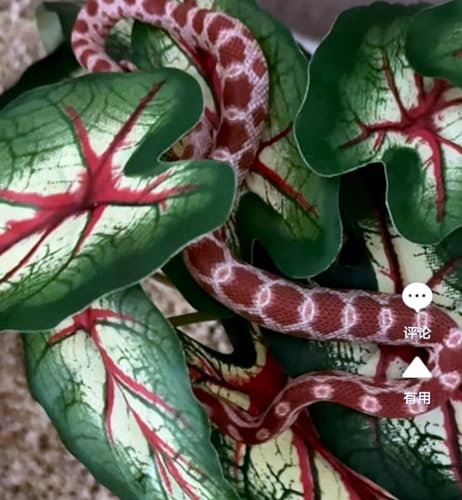 Reptile Plants for Terrarium, Amphibian Habitat Decor Artificial Hanging Plants with Suction Cup, Artificial Plants for Gecko Chameleon Snake Tortoise Tank Accessories. 2-Pack (Alocasia odora -A) - color: Alocasia Odora-a