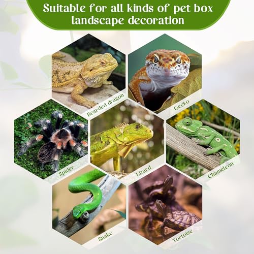 Reptile Plants for Terrarium, Amphibian Habitat Decor Plant, Artificial Plants for Gecko Lizard Chameleon Ball Python Snake with Base，Bearded Dragon Tank Decorations - Fake Calathea Orbifolia - color: Fake Calathea Orbifolia