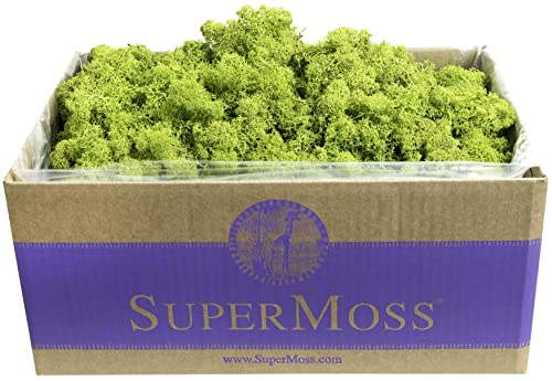 SuperMoss (21773) Reindeer Moss Preserved, Chartreuse, 3lbs - color: Chartreuse, size: Appx. 3 lb Bulk Case
