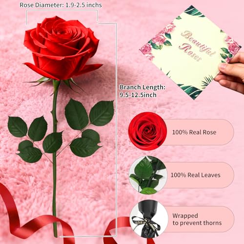 Single Forever Roses in a Box,Preserved Flowers for Delivery,Preserved Rose Gifts for Women, Real Roses Gift for Her, Mom Birthday Gifts, Mothers Day Flowers,Valentines Flowers,Presents for Her,Red - color: Red-window