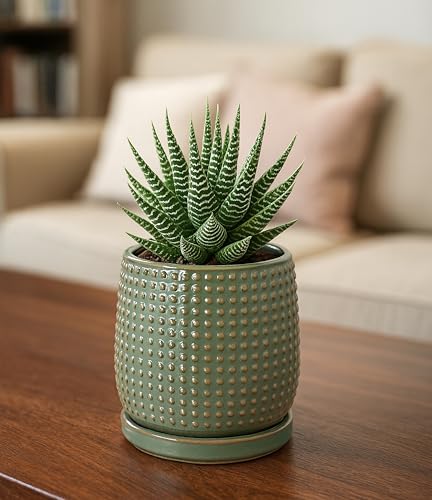D'vine Dev 4 Inch Ceramic Beaded Stoneware Planter Pot - Flower Pot with Drainage Holes and Saucers for Indoor Succulent Plants or Flowers, Olive, 27-C-Z-0 - color: Olive, size: 4.3 Inch