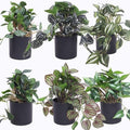 6 Pack Artificial Potted Plants - Fake Trailing Greenery with Unique Variegated/Striped/Dark-Veined Leaves - Small Faux Plants for Desk, Bathroom, Shelf Decor - No Watering Needed
