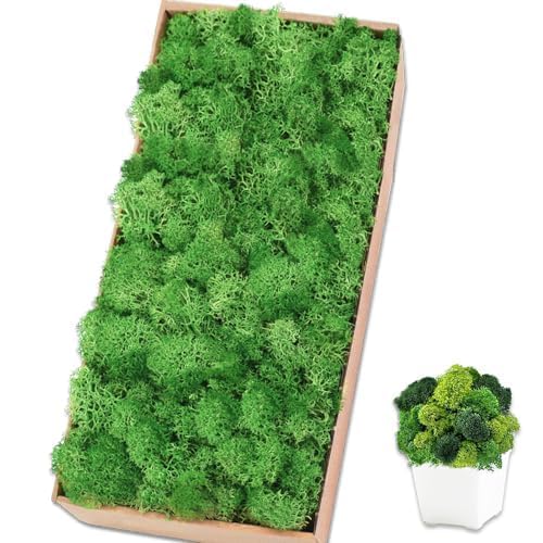 Preserved Reindeer Moss, 17.6 oz Green Decorative Craft Moss for Potted Plants, Fairy Gardens, DIY Wall Art, Floral Arrangements, Christmas Easter Wedding Holiday Decor - color: Green, size: 17.6 OZ