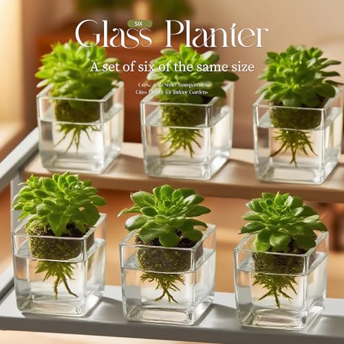 Set of 6 Square Glass Vases for Centerpieces – 5in x 5in x 5in Clear Short Flower Vase, Plant Terrariums, or Candle Holders for Wedding Centerpieces, Office Decor, Home Décor, Parties - size: 5in-6pcs