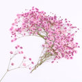 30 Pcs Pink Baby's Breath Real Dried Pressed Flowers.Vacuum-Packed Mini DriedBaby's Breath Flowe Specimen +1 Tweezers, for Resin Art /DIY Making Wedding Card/ Home Party Decor.