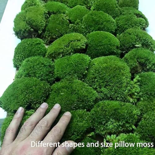 Preserved Pole Moss Pillow Bun Cushion Natural Green Decorative Real Natural Green DIY Kit Terrariums Gardenning Art Wall Decor Florist Decor Easter Table Wedding(1.5 sq.ft, Green-B) - color: Green-b, size: 1.5 sq.ft.