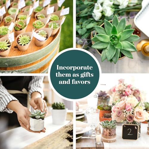 Shop Succulents Echeveria & Rosette Live Succulent Variety Pack – Fully Rooted 2" Potted Plants for Gifts, Favors, DIY Projects, Terrariums, Home Décor, and Garden Arrangements, 6 Pack - color: Pack of 6