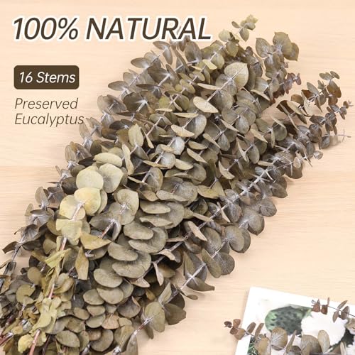 Tavkite 16 Pcs Dried Eucalyptus Stems, 17'' Natural Fresh Eucalyptus Leaves Branches Hanging for Shower, Preserved Real Plant Live for Home SPA Wall Bathroom Wedding Party Vase Decor - color: Natural
