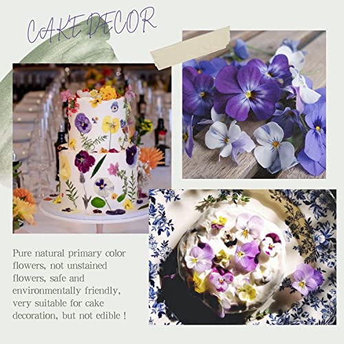 48 Pcs Mix Natural Dried Pressed Flowers for Cake Decorating, Real Dry Flower for Resin Jewelry Making, DIY Art Crafts - Johnny Jump Up - color: Johnny Jump Up