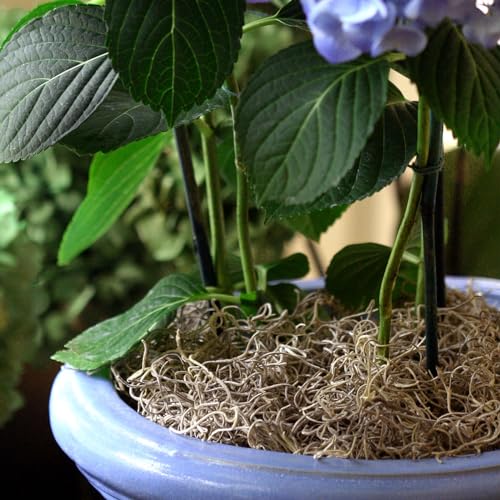 SuperMoss (26920) Spanish Moss Dried – Decorative Moss for Crafts, Potted Plants, Fairy Gardens, Vase Filler, Floral Arrangements & Indoor/Outdoor Garden Projects, 5.25 cu ft, Natural - size: 20 lbs, style: Modern