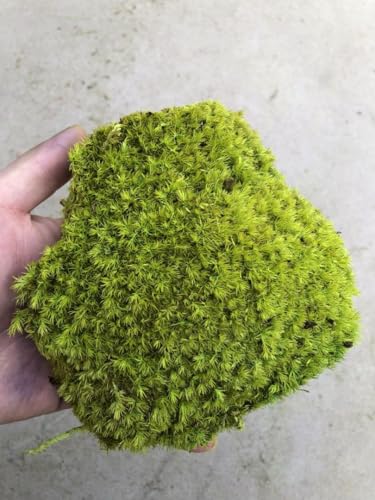 Preserved Pole Moss Pillow Bun Cushion Natural Green Decorative Real Natural Green DIY Kit Gardenning Art Wall Decor Florist Decor Easter Table Decor Wedding(1.5 sq.ft, Green-E) - color: Green-e, size: 1.5 sq.ft.