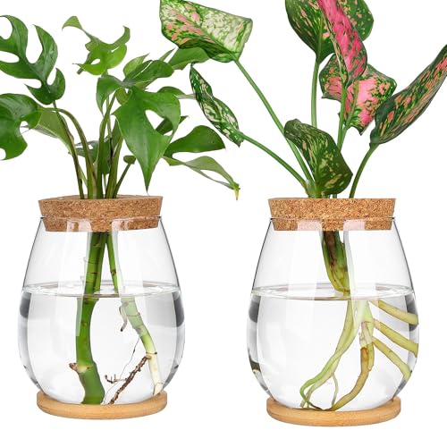2 Pcs Propagation Vases, Tabletop Plant Terrarium for Propagating Hydroponic, Glass Terrarium Vase Jars, Home Kitchen Decorations and Gifts for Plant Lovers - size: 4.2" L x 4.2" W x 5.2"H