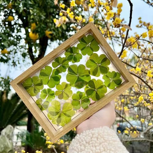 48 Pcs Mix Natural Dried Pressed 4 Leaf Clover for St Patricks Day Cake Decorating, Real Dry Flower for Lucky Jewelry Making (Four Leaf Clover) - color: Four Leaf Clover