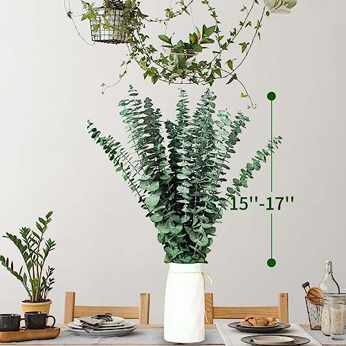 Tavkite 16 Pcs Dried Eucalyptus Stems, 17'' Natural Fresh Eucalyptus Leaves Branches Hanging for Shower, Preserved Real Plant Live Greenery for Home SPA Wall Bathroom Wedding Party Vase Decor - color: Green