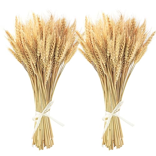 Uieke 600 Stems Dried Wheat Stalks, 17.7 Inches Dried Flowers 100% Natural Wheat for Home Kitchen Wedding Party Table Centerpiece Harvest Wreath Boho Farmhouse DIY Decoration - color: 600 Pcs