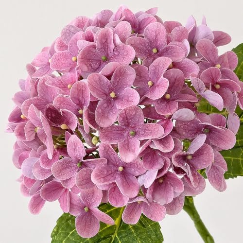 ZYTUYO 4Pcs 20" Real Touch Hydrangea Artificial Flowers Dark Pink Lifelike Fake Latex Hydrangeas for Baby Shower Party Wedding Flower Arrangement Indoor Home Office Xmas Table Decoration - color: Dark Pink